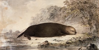 Sea Otter by John (after) Webber