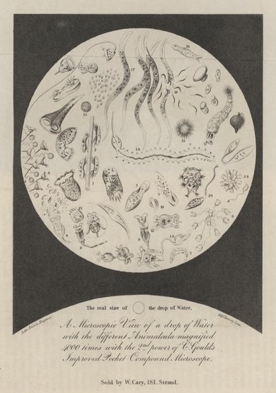A Microscopic View of a Drop of Water by John Bacon