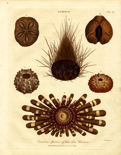 Curious Species of Sea Urchin by John Chapman