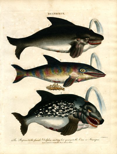 Dolphins (Delphinus) by John Chapman