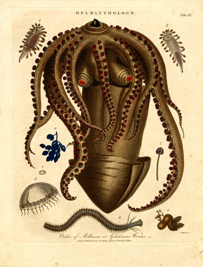 Helminthology: Mollusca and Gelatinous Worms by John Chapman