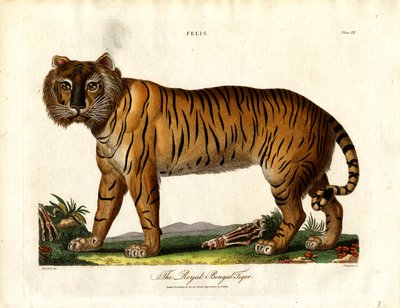 The Royal Bengal Tiger (Felis Tigris) by John Chapman