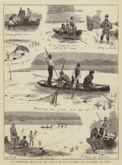 Fish Preservation, Netting Carp and Tench in the Ponds of Bushey Park for Stocking the Thames by John Charles Dollman