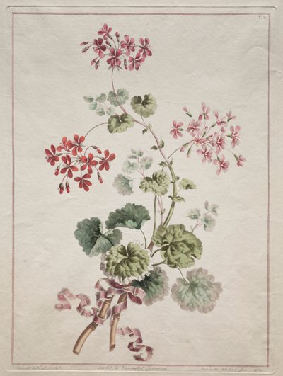 A Collection of Flowers Drawn from Nature: No. 6 - Scarlet and Variegated Geranium by John Edwards