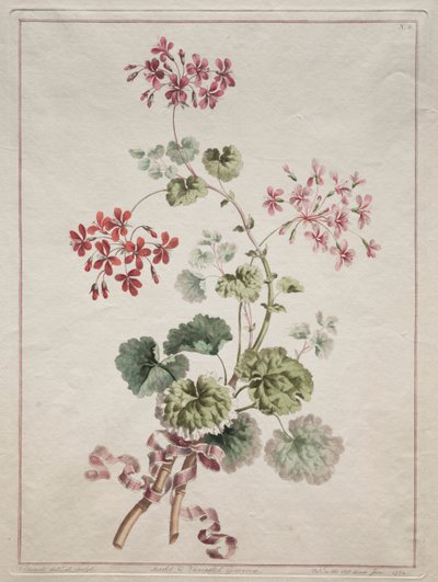 A Collection of Flowers Drawn from Nature: No. 6 - Scarlet and Variegated Geranium, 1801 by John Edwards