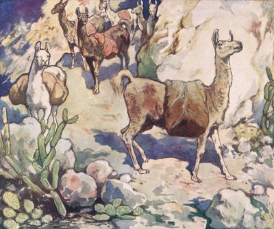 Alpacas on a mountain path, illustration from 