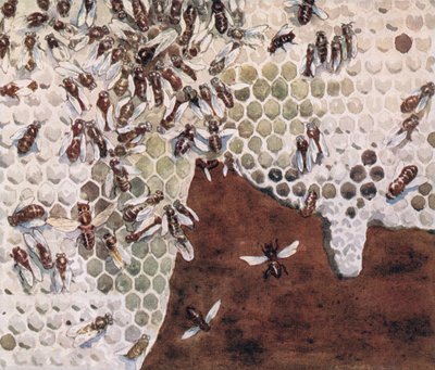 Bees making honey, illustration from 