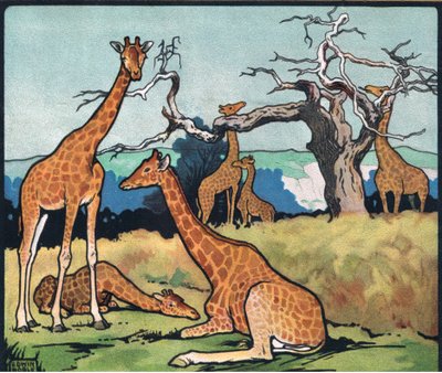 Giraffes, illustration from 