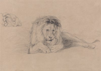 Study of a Lion and Study of a Lioness