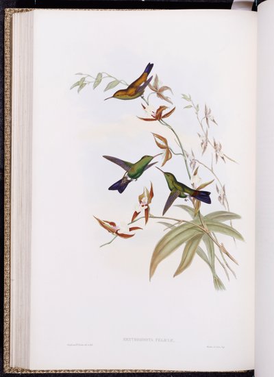 A Monograph of Trochilidae, or Family of Hummingbirds (published 1849-61) by John Gould