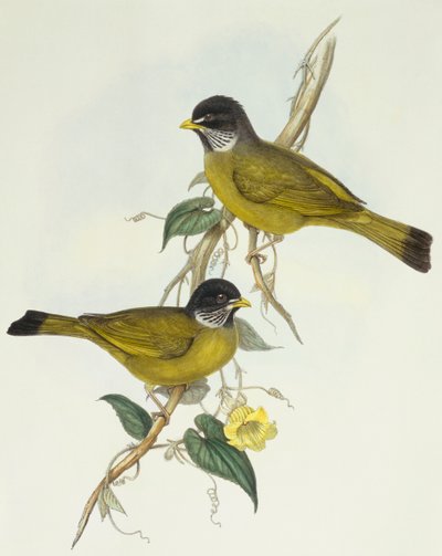 Collared finchbill (Spizixos semitorques), Engraving by John Gould by John Gould