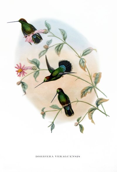 Humming Bird - Veruguan Lance-Bill, birds from Costa Rica, engraving from book by John Gould (1804-1881) Tropical Birds by John Gould