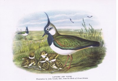 Lapwing and Young, Nature in Britain by John Gould