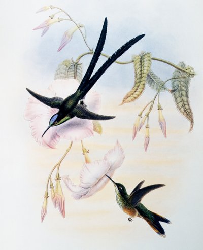 Scissor-tailed Hummingbird (Hylonympha macrocerca), from Monograph of Trochilidae or Humming Birds by John Gould