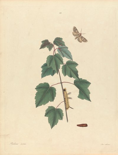 Grey Maple Moth, Red Maple, Plate 93 from James Edward Smith, the 