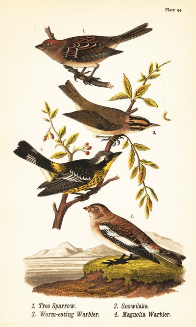 American tree sparrow, snowflake, worm-eating warbler, and magnolia warbler by John James (after) Audubon