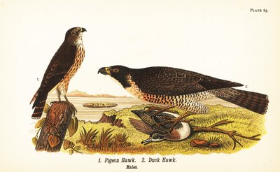Merlin and peregrine falcon with duck by John James (after) Audubon