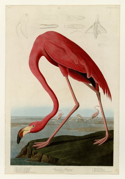 American Flamingo by John James Audubon
