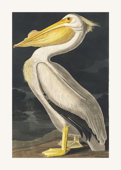 American White Pelican from Birds of America (1827) by John James Audubon