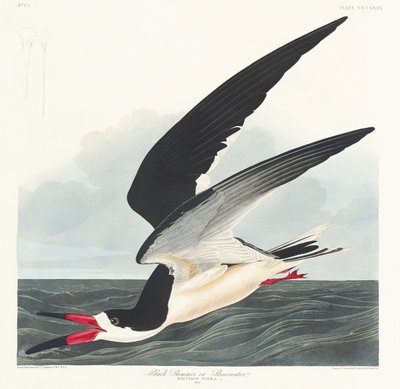 Black Skimmer from Birds of America (1827) by John James Audubon