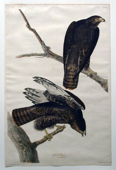 Black Warrior (No. 18) by John James Audubon