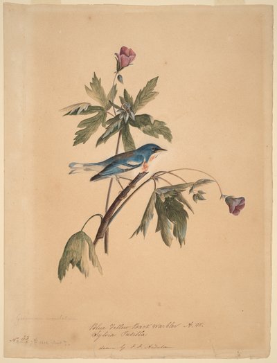 Blue Yellow Back Warbler by John James Audubon