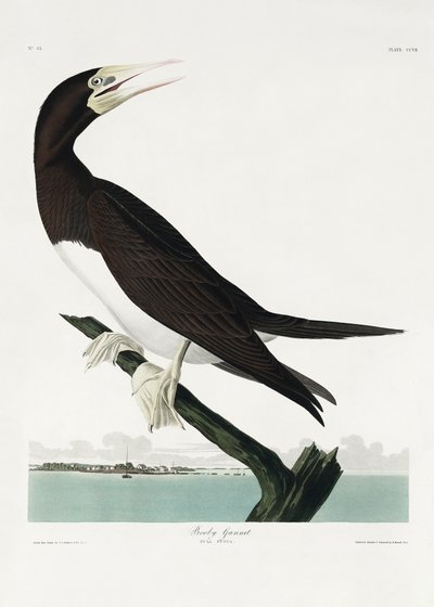 Booby Gannet from Birds of America (1827) by John James Audubon
