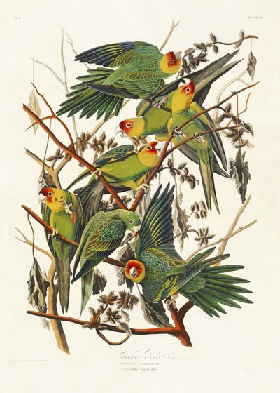 Carolina Parrot from Birds of America (1827) by John James Audubon