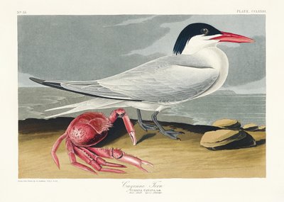 Cayenne Tern from Birds of America (1827) by John James Audubon