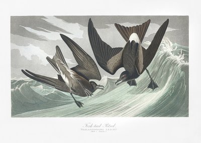 Fork Tailed Petrel from Birds of America (1827) by John James Audubon