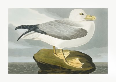 Fulmar Petrel from Birds of America (1827) by John James Audubon
