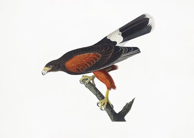 Louisiana Hawk from Birds of America (1827) by John James Audubon