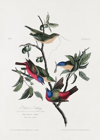 Painted Finch from Birds of America (1827) by John James Audubon