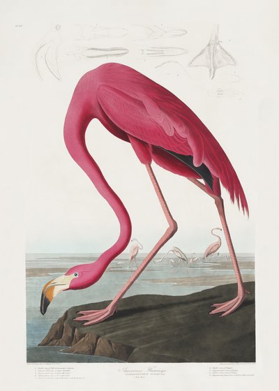 Pink Flamingo from Birds of America (1827) by John James Audubon