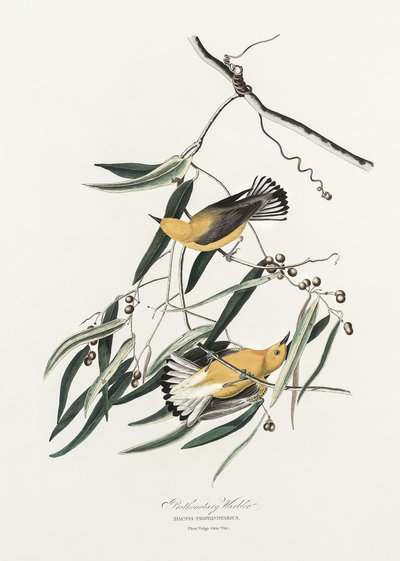 Prothonotary Warbler from Birds of America (1827) by John James Audubon