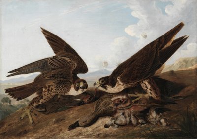 Peregrine Falcons (Duck Hawks) by John James Audubon
