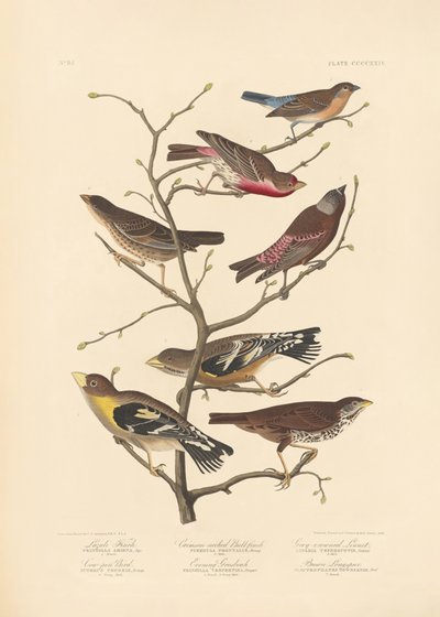 Lazuli Finch by John James Audubon/ Rob Havell