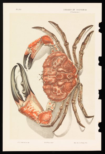 Tasmanian Giant Crab, Pseudocarcinus gigas by John James Wild