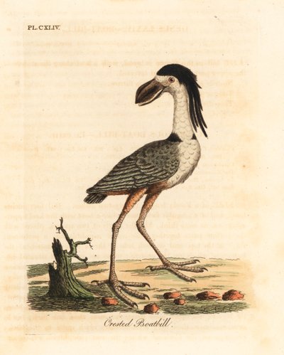 Boat-billed heron, Cochlearius cochlearius. Handcoloured copperplate drawn and engraved by John Latham from his own A General History of Birds, Winchester by John Latham