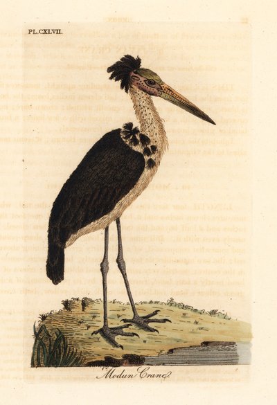 Lesser adjutant, Leptoptilos javanicus. Vulnerable. (Modun skull.) Handcoloured copperplate drawn and engraved by John Latham from his own A General History of Birds, Winchester by John Latham