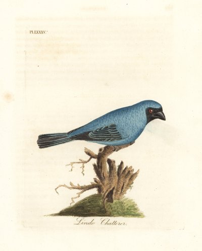 Lindo chatterer. Perhaps the swallow tanager, Tersina viridis, but with the under part of the body blue, not white by John Latham