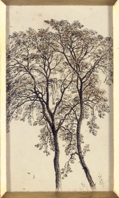 Study of trees by John MacWhirter
