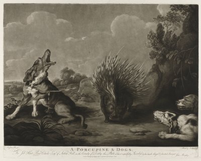 Porcupine and Three Dogs (A Porcupine & Dogs) by John Murphy