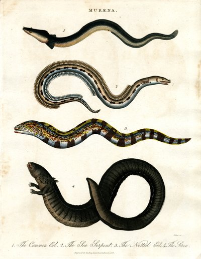 Muraena by John Pass