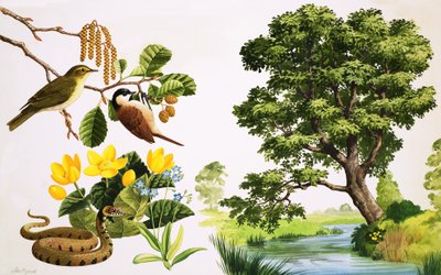 The Alder Tree and what you might find around it by John Rignall