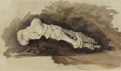 The Bones of a Female Human