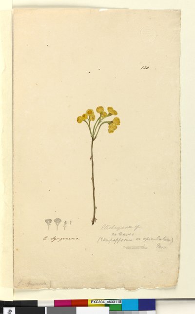 Page 120. Elichrysum by John William Lewin