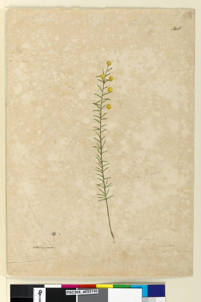 Page 148. Acacia aciculares, c.1803-06 by John William Lewin