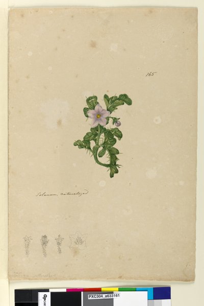 Page 165. Solanum naturalized by John William Lewin
