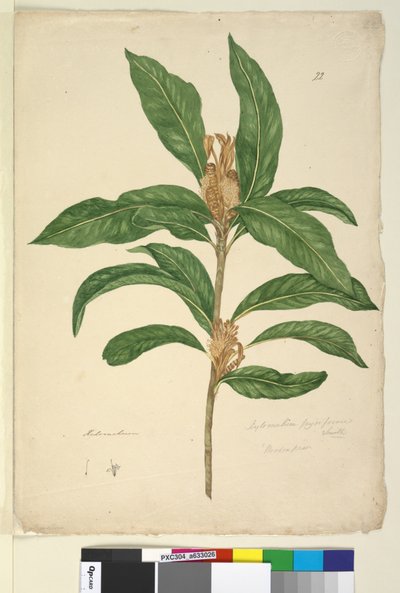Xylomelum pyriforme by John William Lewin